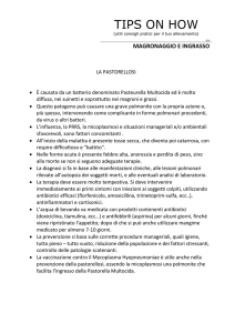 La pastorellosi