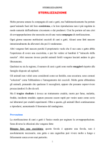 La sterilizzazione per il cane e il gatto