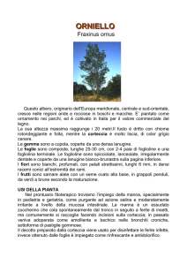 ORNIELLO