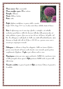 Aglio