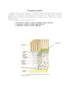 Giunzioni cellulari