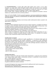 Fossilizzazioni