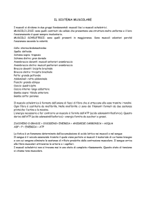 il sistema muscolare