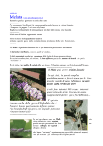 pubblicità - Apicoltura Percelsi