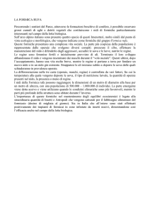 la formica rufa - Parco Orsiera Rocciavrè