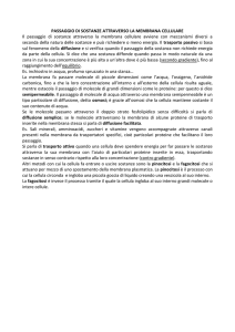 passaggio di sostanze attraverso la membrana cellulare