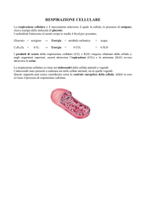 RESPIRAZIONE CELLULARE