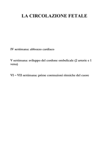 la circolazione fetale