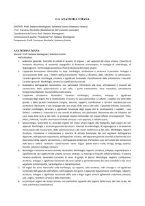 C.I. ANATOMIA UMANA DOCENTI: Proff. Stefania Montagnani