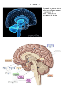 il cervello - I.C. Ferrari