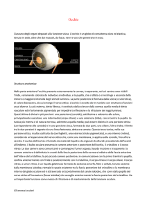 Occhio Ciascuno degli organi deputati alla funzione visiva. L`occhio