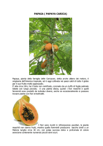 Papaya carica - di Carolina Bosco
