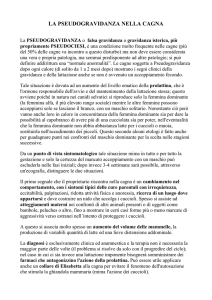la pseudogravidanza nella cagna