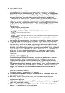 Sistema Nervoso (Word 2003)