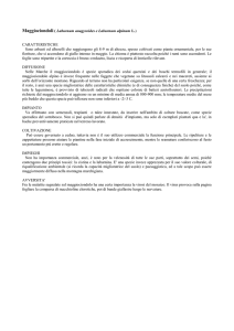 MAGGIOCIONDOLO - Agricoltura