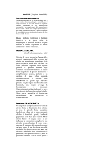 Caratteri per il riconoscimento