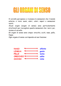 gli organi di senso