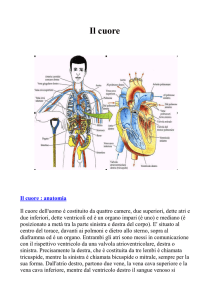 Il cuore