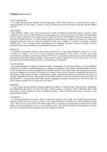CILIEGIO - Agricoltura
