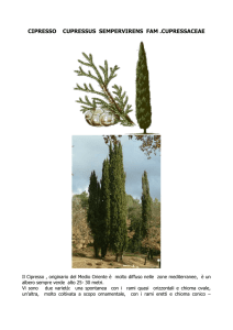 cipresso cupressus sempervirens fam