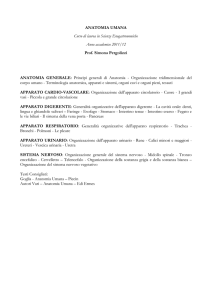 circolatorio grandi corpo