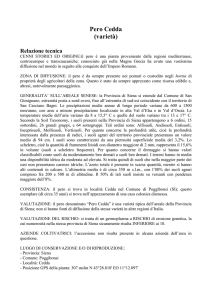 Pero Cedda (varietà) Relazione tecnica CENNI STORICI ED
