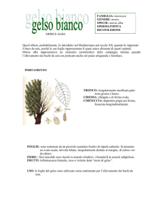 Il gelso - Istituto Comprensivo di Osio Sotto