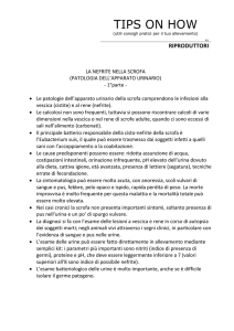 La nefrite nella scrofa – 1 parte