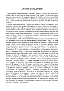 APPARATO SCHELETRICO