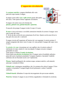 L`apparato circolatorio - Digilander