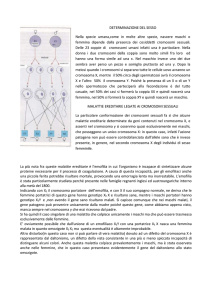 determinazione del sesso