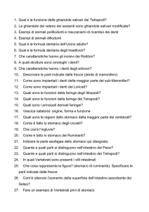 Digerente e respiratorio