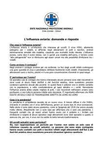 Influenza aviaria