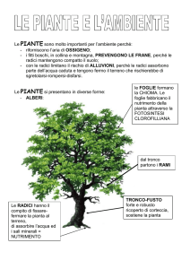 Le piante e l'ambiente: importanza, forme e fotosintesi