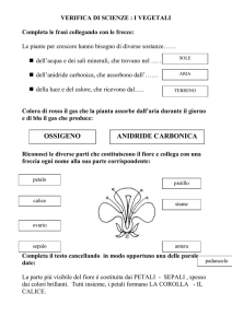 Verifica di Scienze: I Vegetali - Scuola Elementare