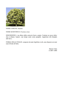 Frassino