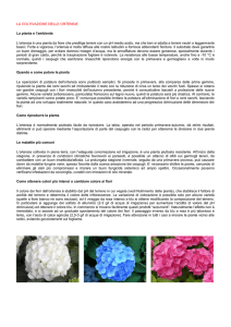 Coltivare_le_ortensie
