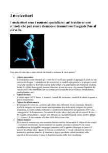 I nocicettori
