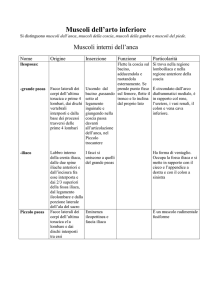 Muscoli interni dell`anca