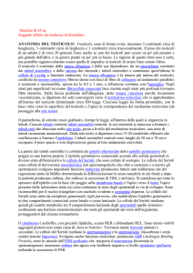 indicare i principali quadri morfologici che si osservano in caso di