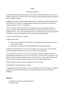 L`olivo - Benvenuti su ipsaadefranceschi!
