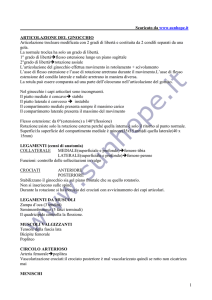 articolazione del ginocchio