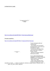 connettivo lasso