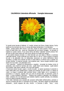 Calendula Officinalis