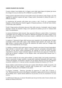 CANCRO COLORATO DEL PLATANO Il cancro colorato è una