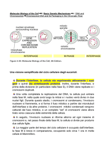 Molecular Biology of the Cell II