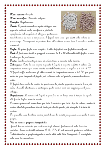 Nome comune: Ciclamino