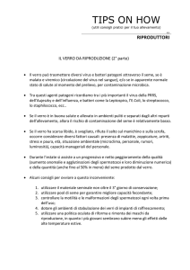 Il verro da riproduzione – 2 parte