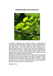 Ginko biloba - di Carolina Bosco
