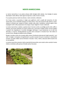 menta marocchina/menta bergamotto